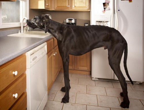 Zeus è il cane più alto del mondo - Lady Blitz