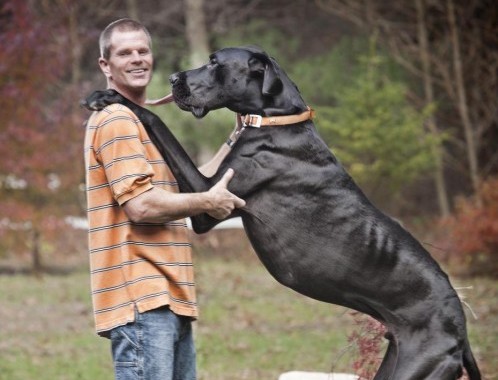 Zeus è il cane più grande del mondo 01