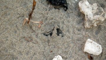 Schiusa di uova di tartaruga sulla spiaggia del Salento 0