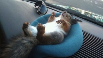 Il tassista che guida con lo scoiattolo 10