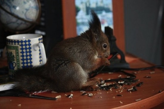 Il tassista che guida con lo scoiattolo 02