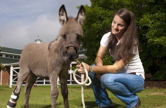 La protesi all'asino 01