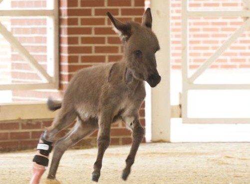 La protesi all'asino 03
