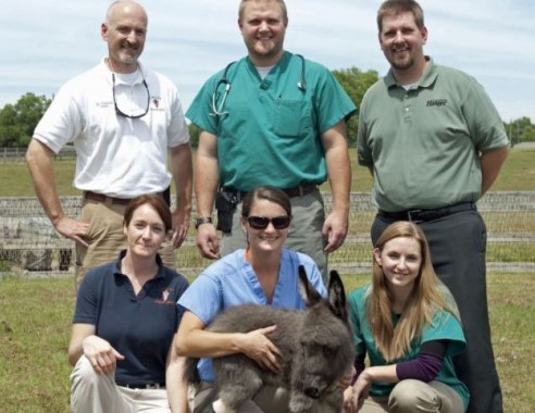 La protesi all'asino 04