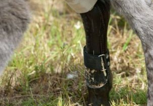 La protesi all'asino 05