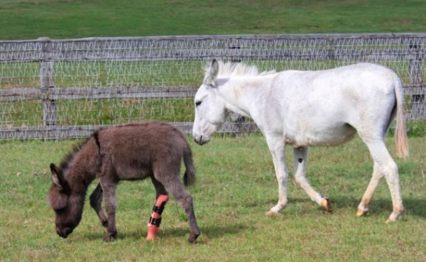 La protesi all'asino 06