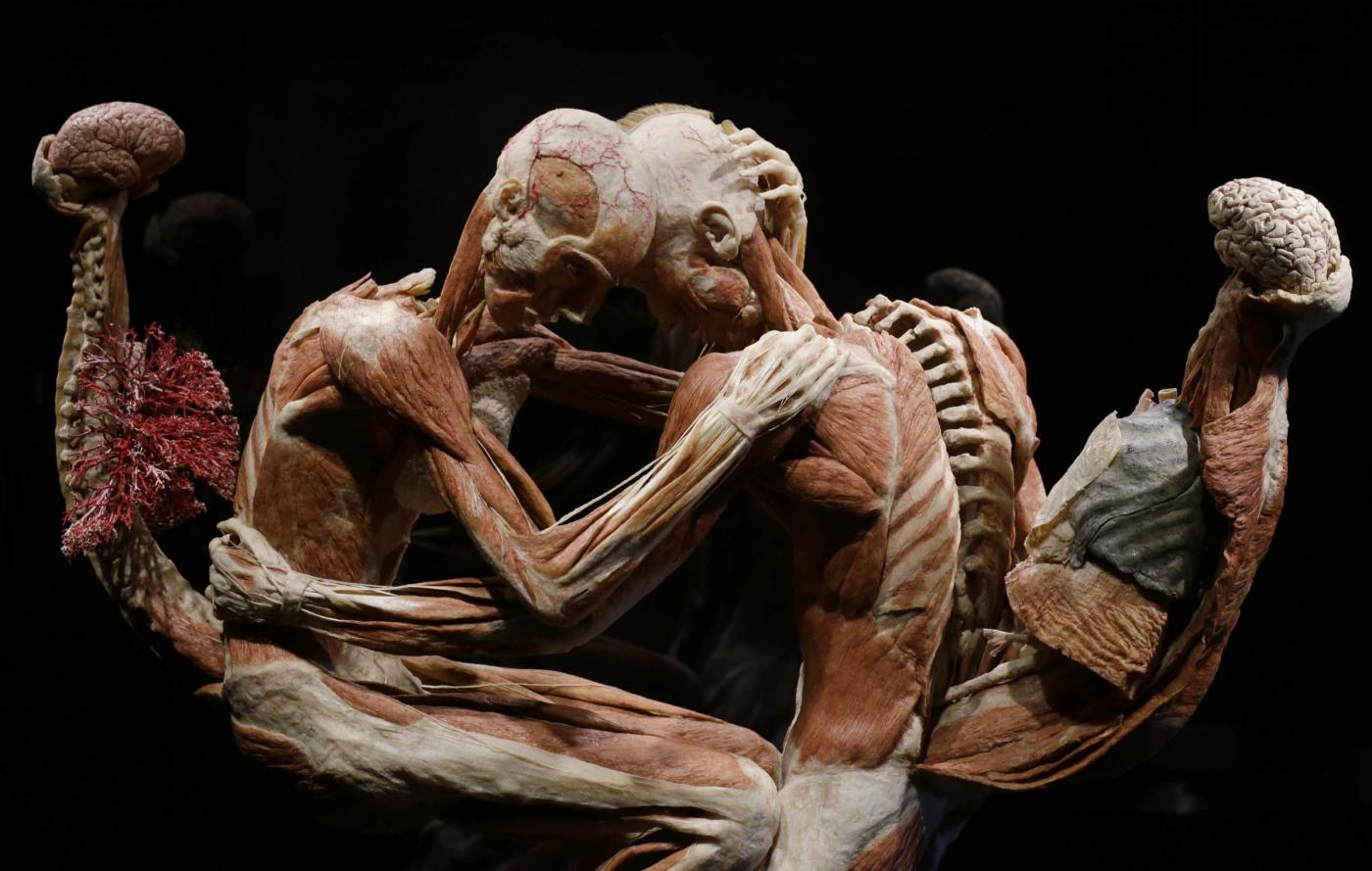 Body Worlds, l'incredibile mostra del Dottor Morte03