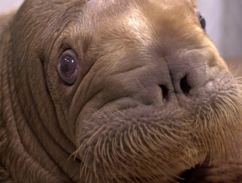 Mitik, il tricheco orfano curato all'Alaska SeaLife Center02