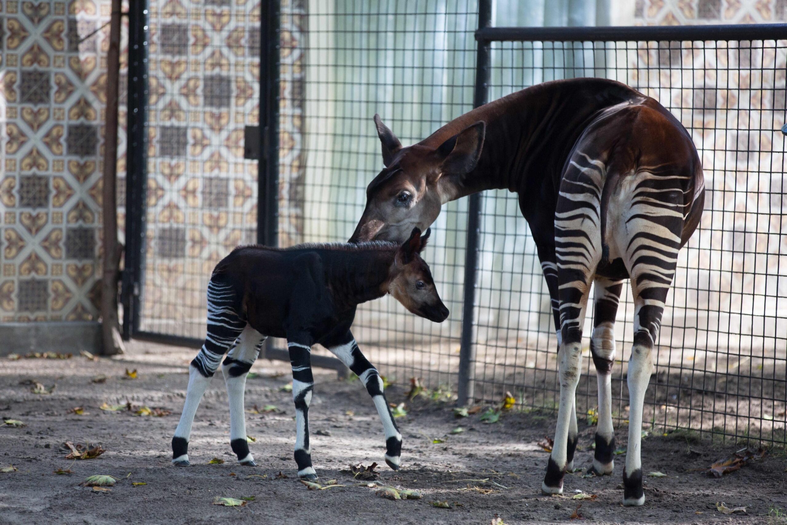 Okapi calf Nkosi in the Antwerp Zoo01