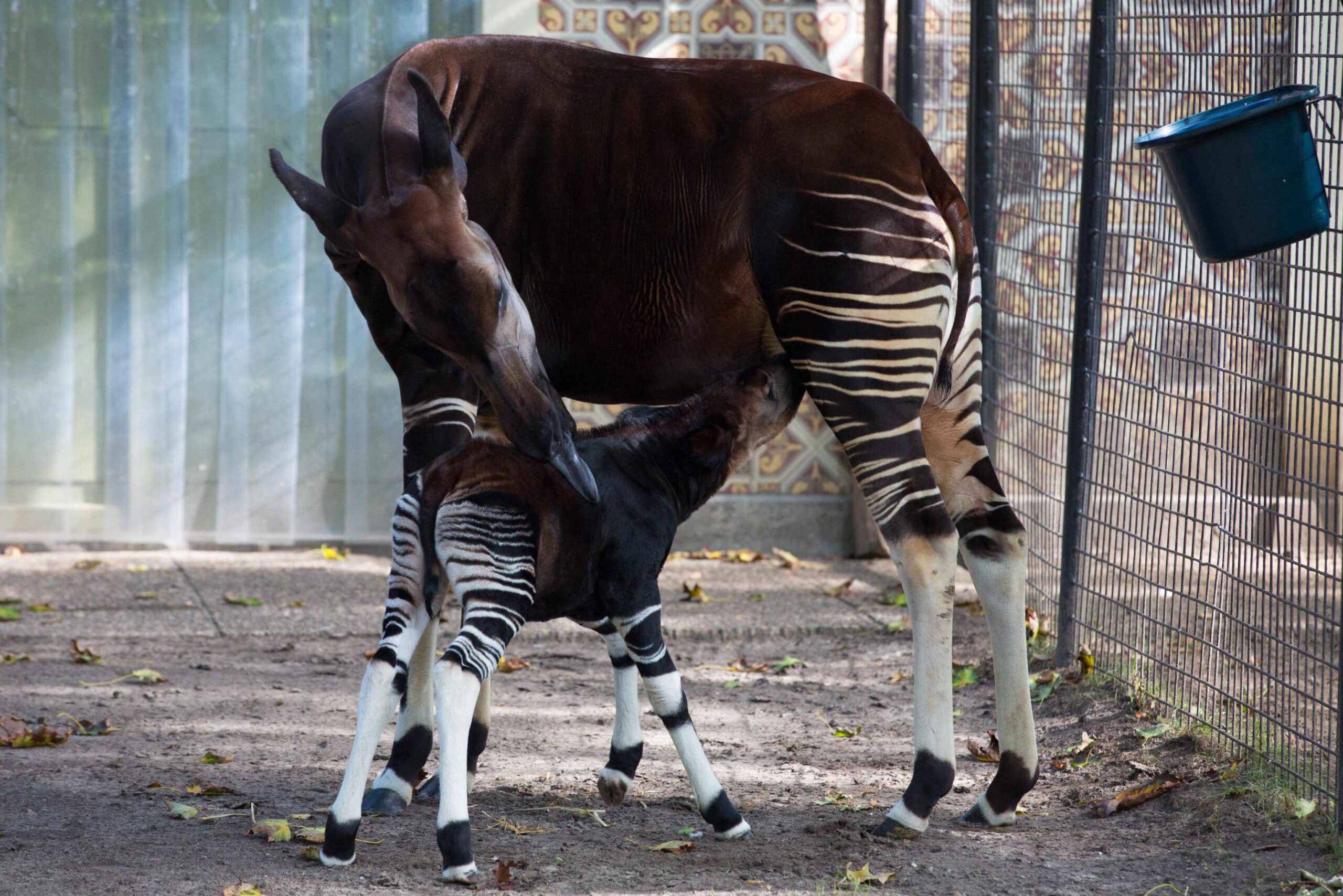 Okapi calf Nkosi in the Antwerp Zoo03