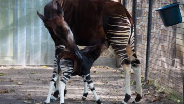 Okapi calf Nkosi in the Antwerp Zoo04
