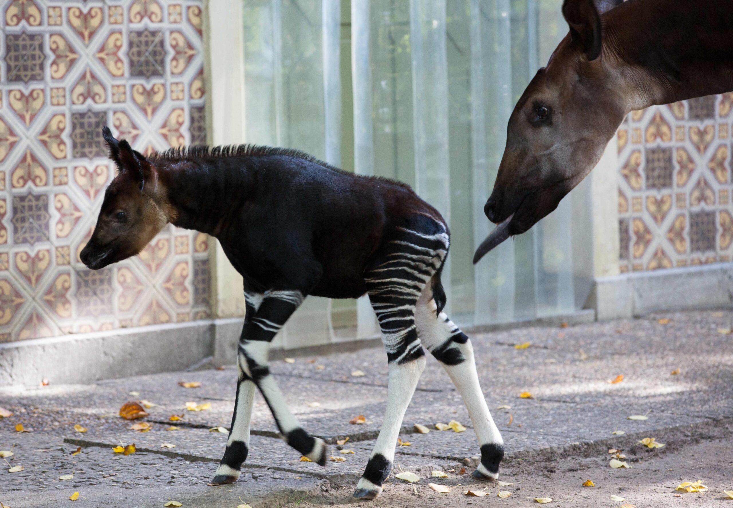 Okapi calf Nkosi in the Antwerp Zoo05