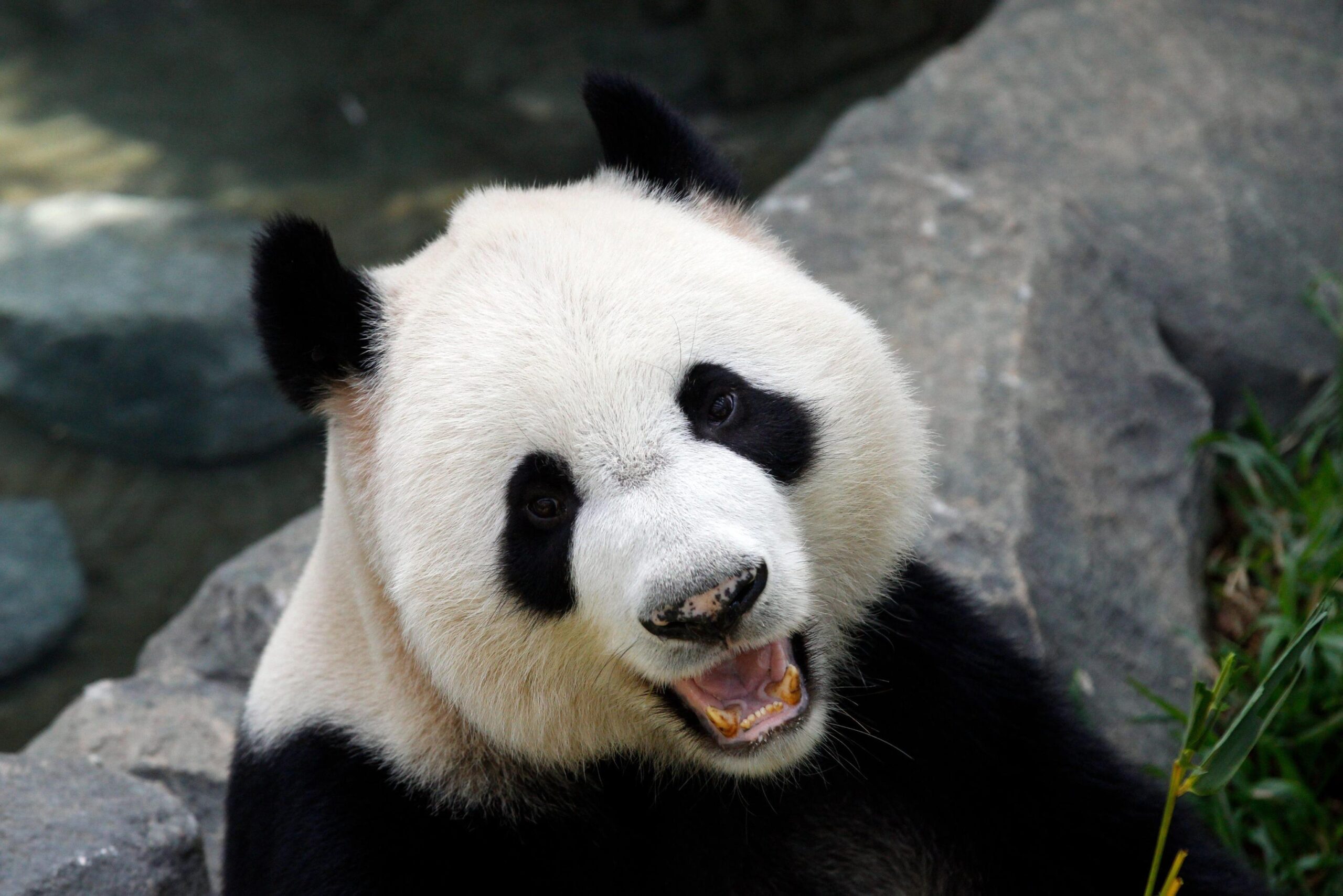 Giant Panda Forest preview at River Safari in Singapore05