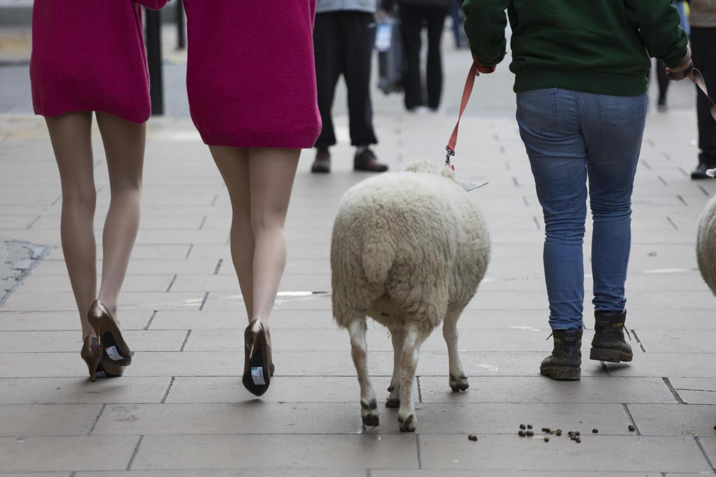 Usate la lana, pecore e modelle in giro a Londra06