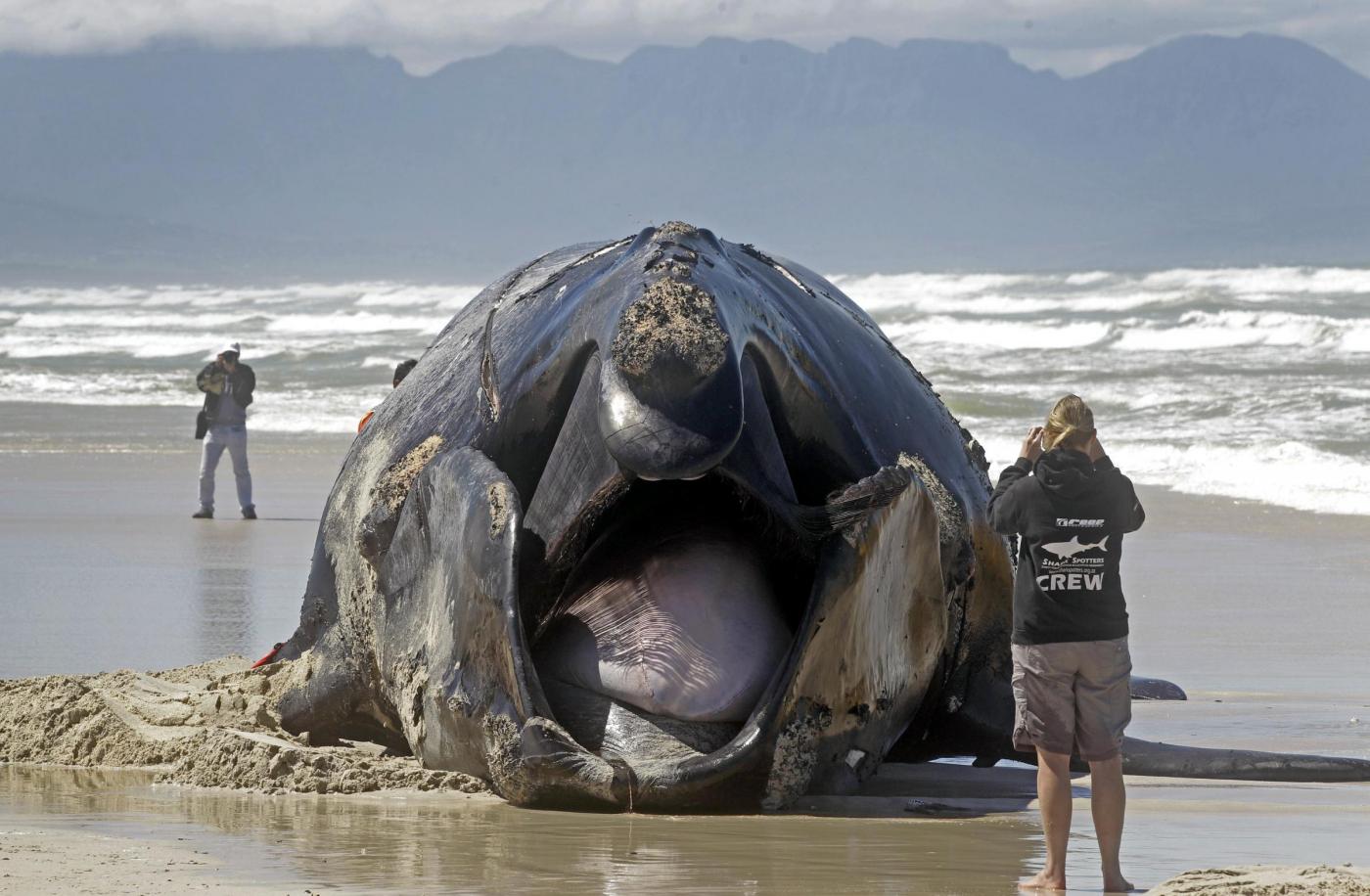 Sudafrica, la carcassa di balena lunga 15 metri 01