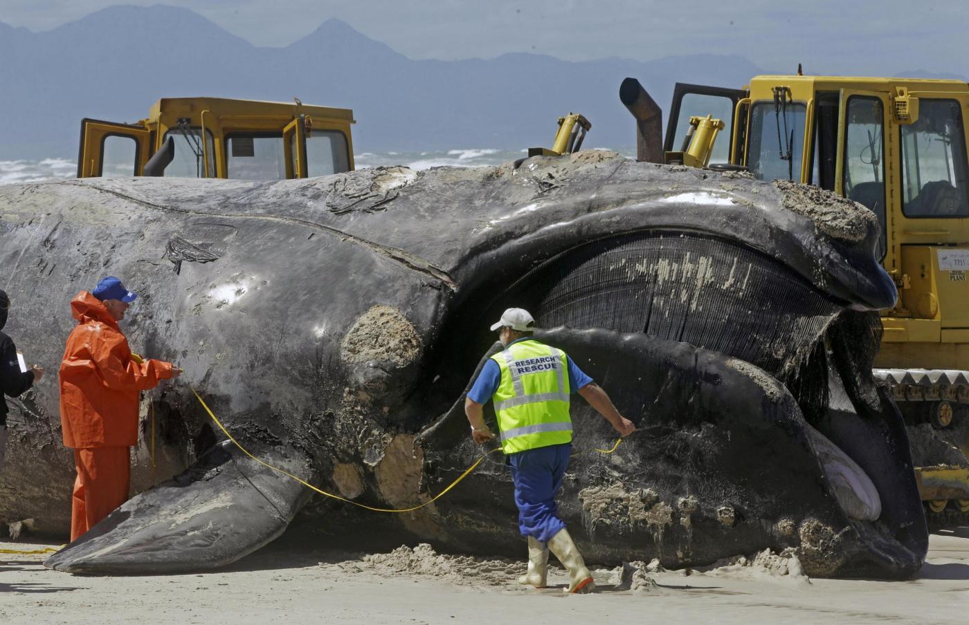 Sudafrica, la carcassa di balena lunga 15 metri 02