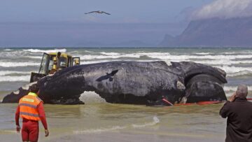 Sudafrica, la carcassa di balena lunga 15 metri 03