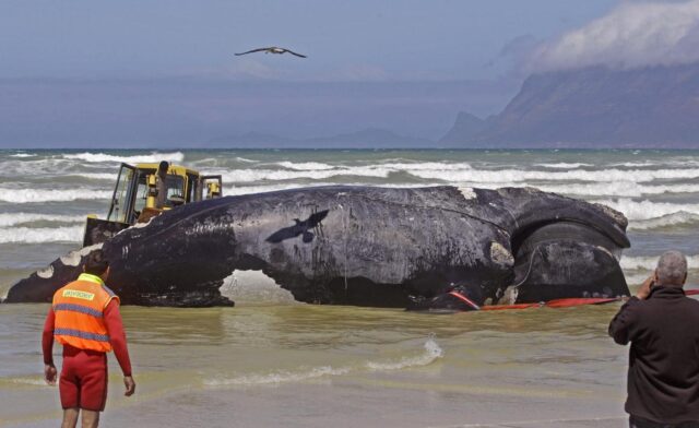 Sudafrica, la carcassa di balena lunga 15 metri 03
