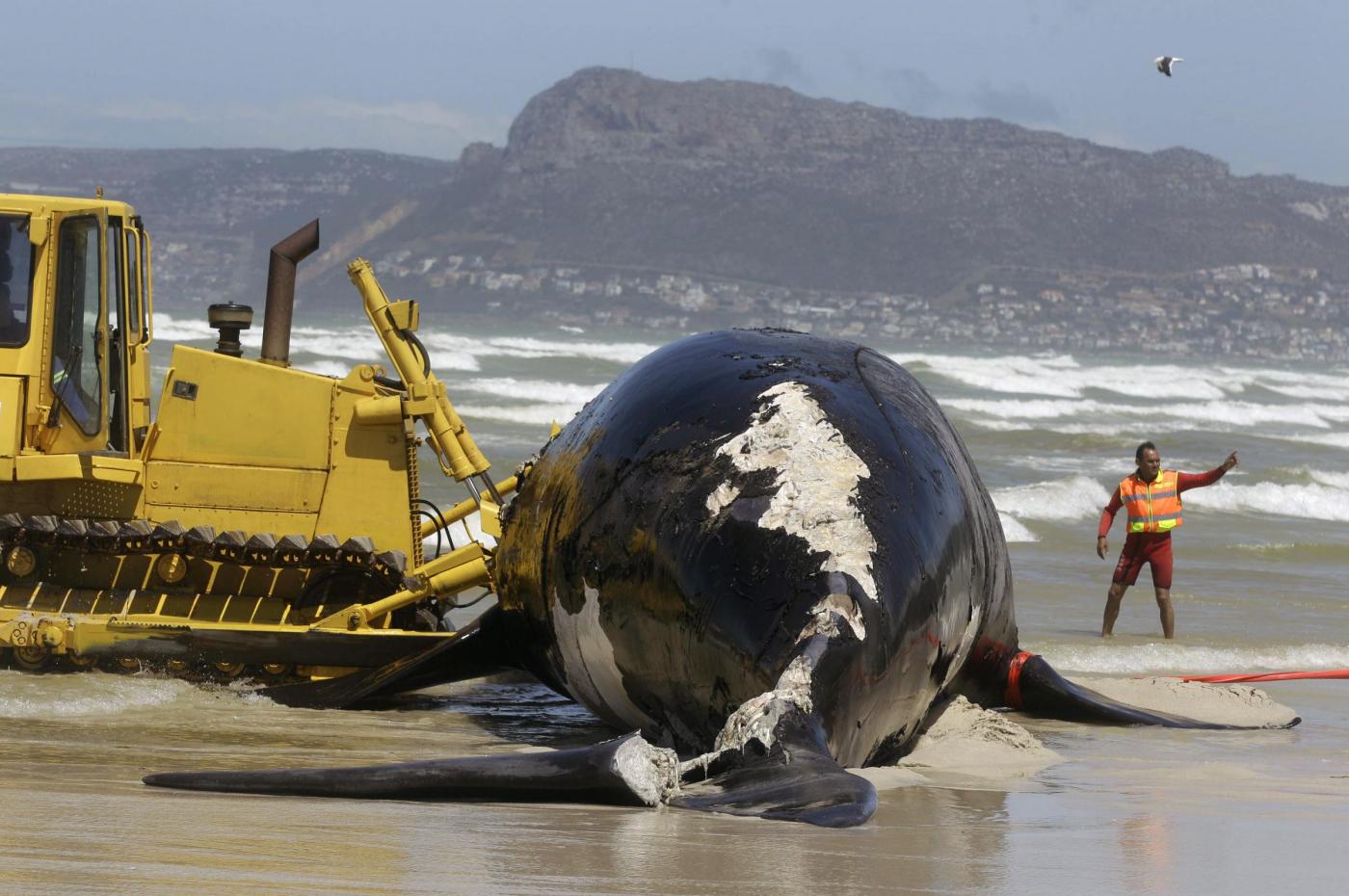 Sudafrica, la carcassa di balena lunga 15 metri 04