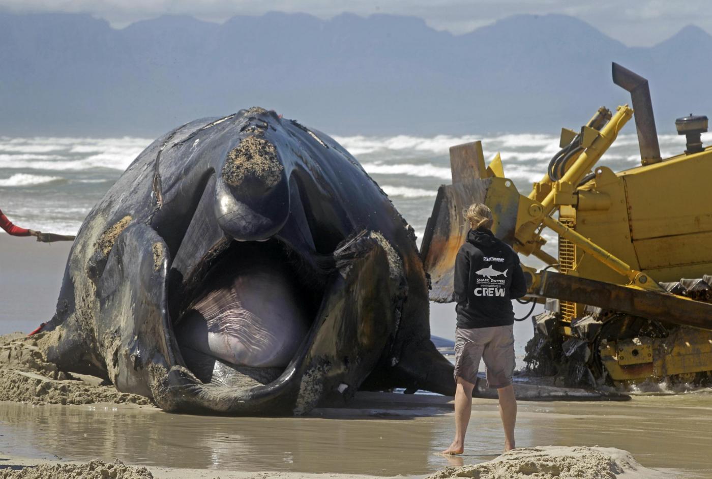 Sudafrica, la carcassa di balena lunga 15 metri 05