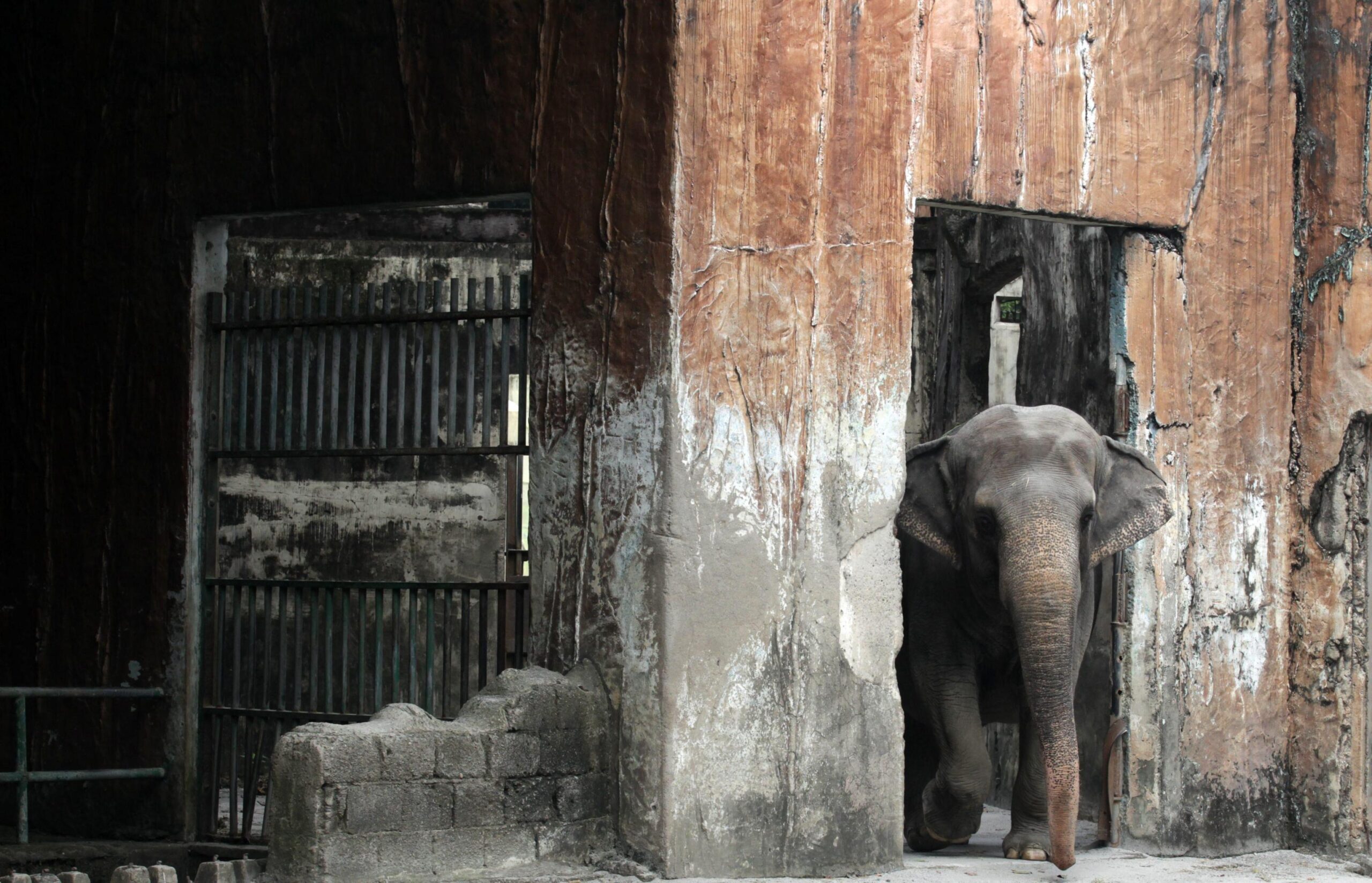 Maali the Lonely Elephant02