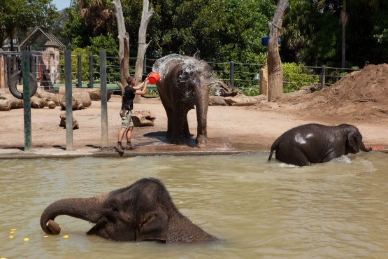 Elephants pool swim at Melbourne Zoo02