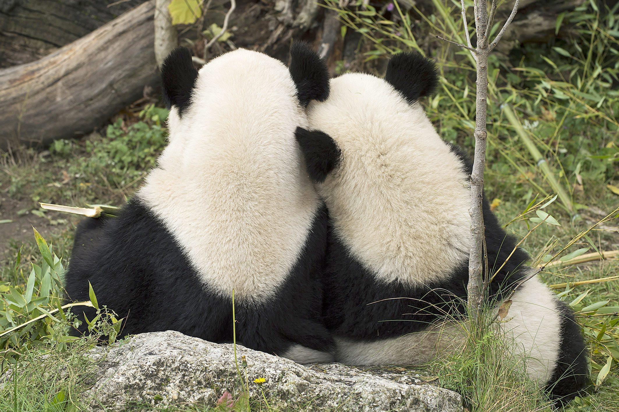 Panda bear Fu Hu returns to China01