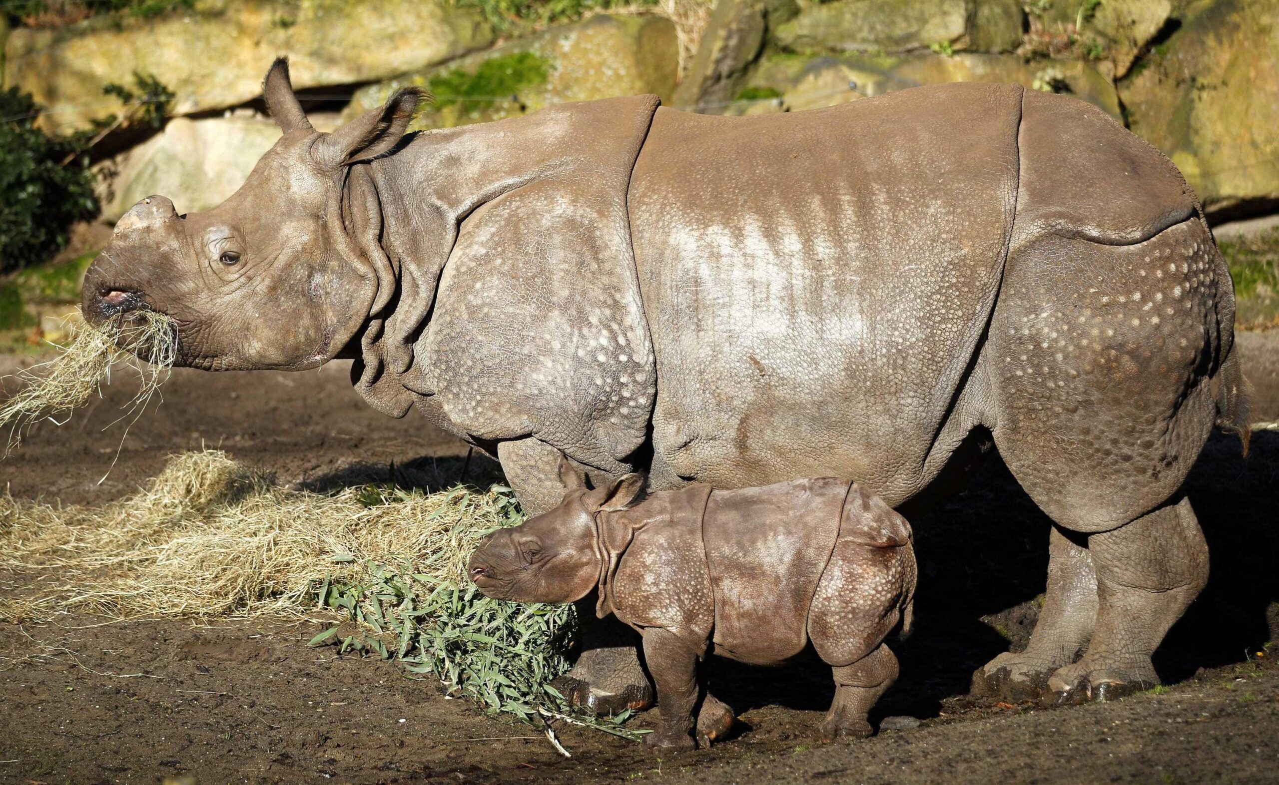Rhino Baby Zwatra03
