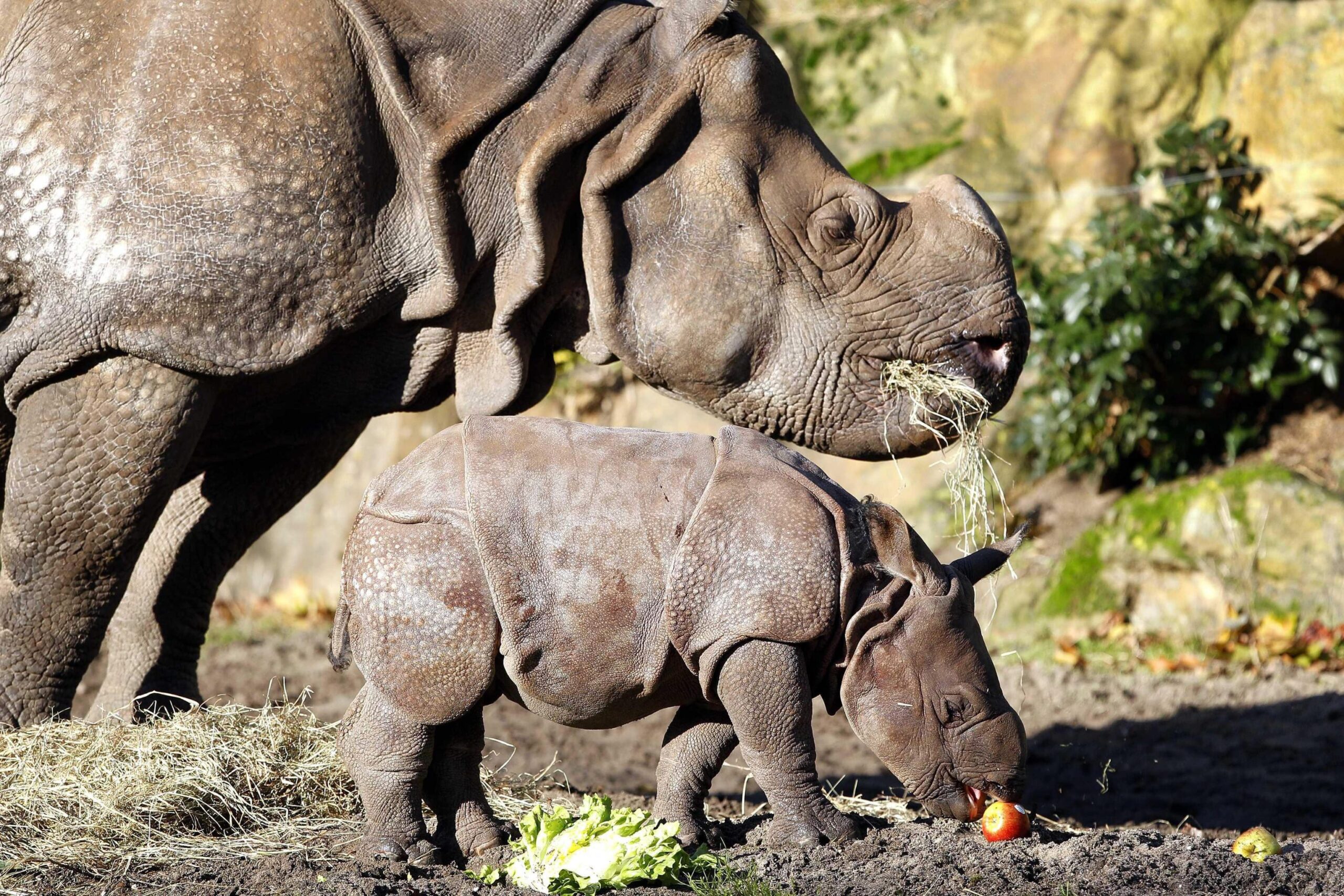 Rhino Baby Zwatra02