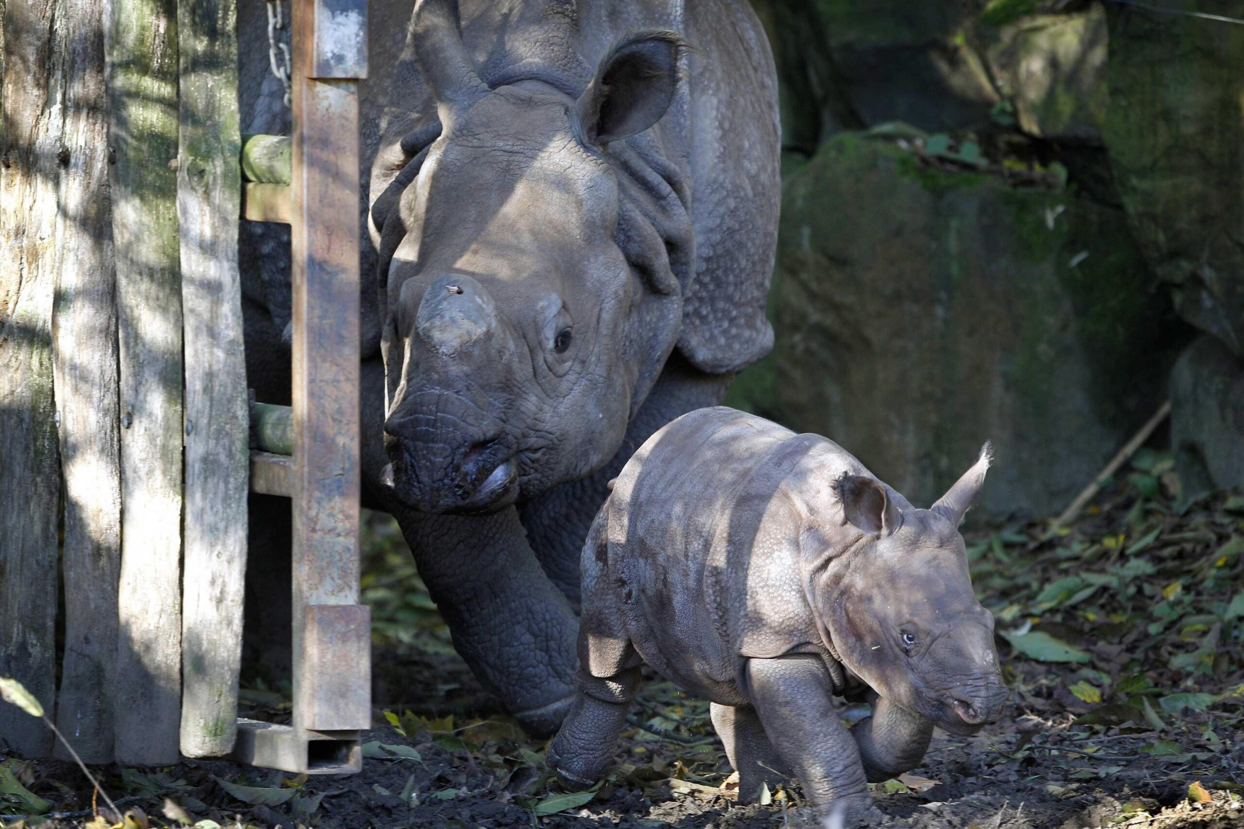 Rhino Baby Zwatra01