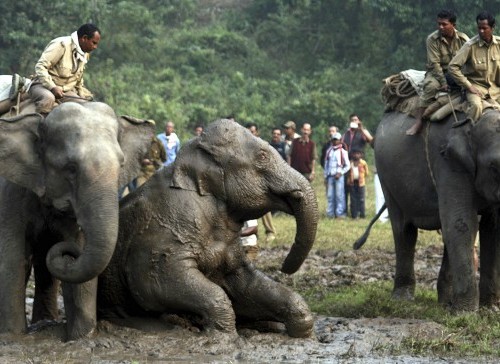 India, l'elefante finisce nella buca di fango i forestali la liberano 01