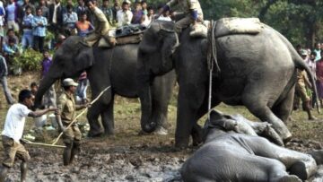 India, l'elefante finisce nella buca di fango i forestali la liberano 02