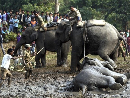 India, l'elefante finisce nella buca di fango i forestali la liberano 02