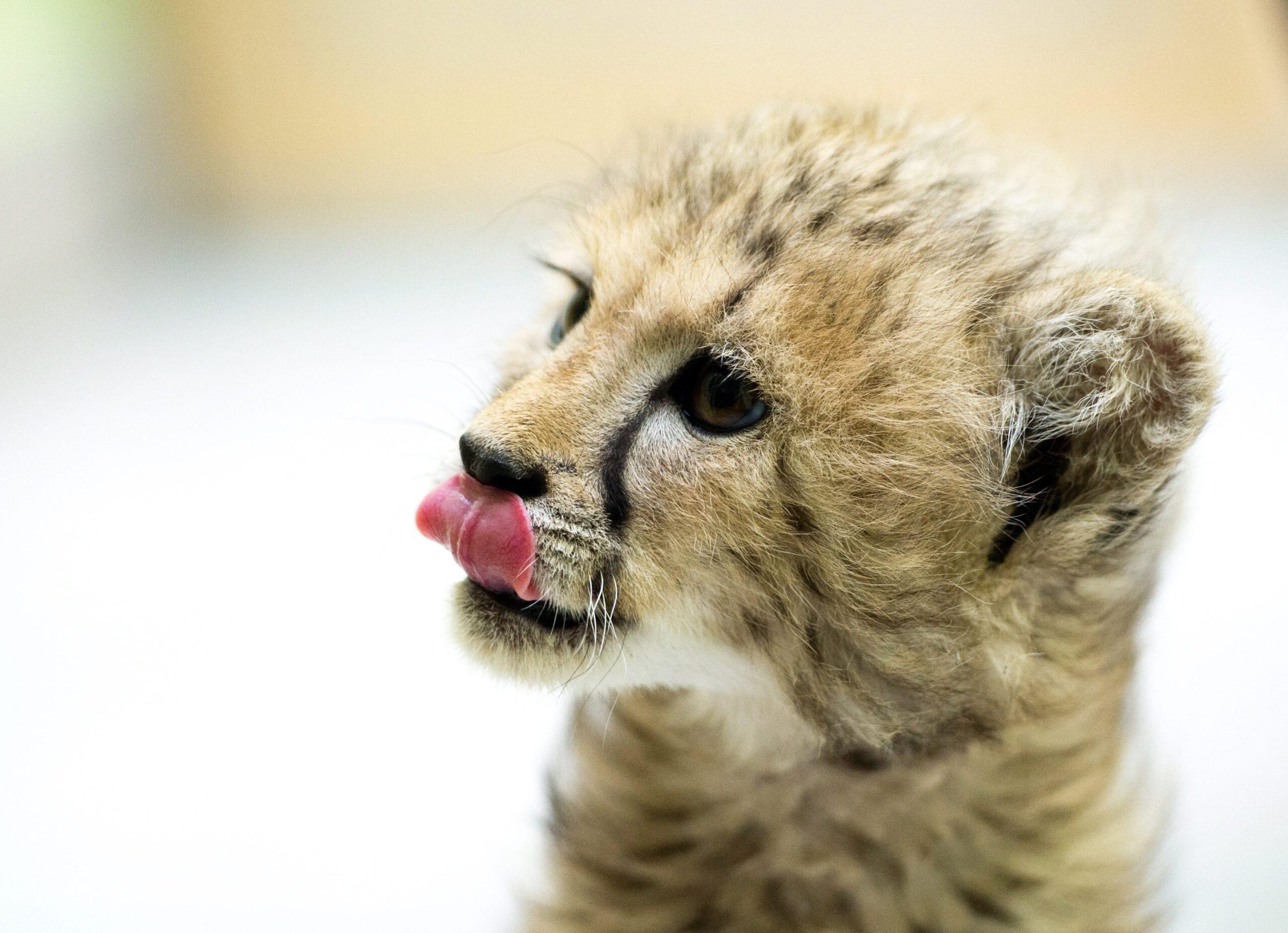 Baby cheetah in Lodz Zoo01