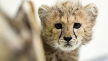 Baby cheetah in Lodz Zoo02