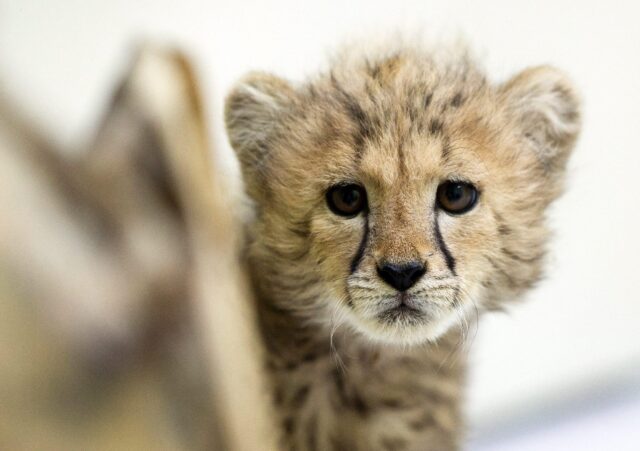 Baby cheetah in Lodz Zoo02