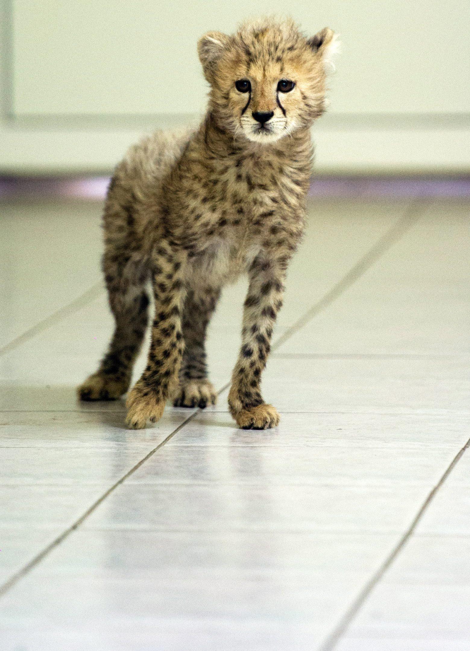 Baby cheetah in Lodz Zoo03