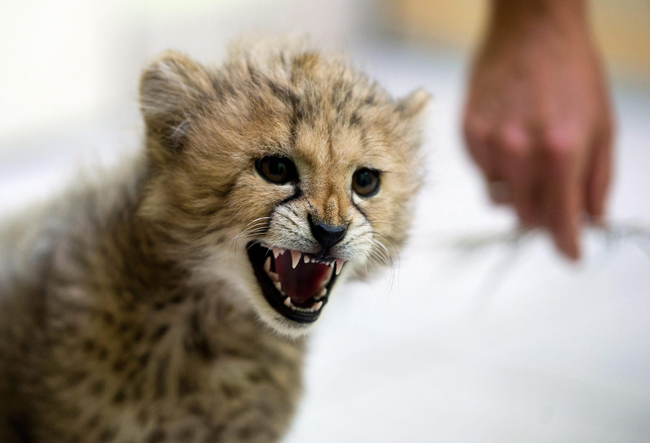 Baby cheetah in Lodz Zoo05