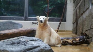 L'orsetto polare Anori compie un anno02