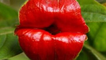 Il fiore "labbra" che assomiglia al logo dei Rolling Stones03