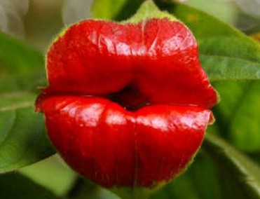 Il fiore "labbra" che assomiglia al logo dei Rolling Stones03