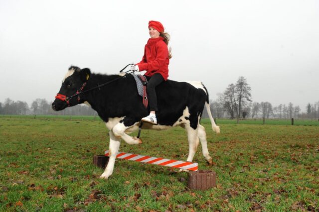 Germania, la ragazzina che a 12 anni cavalca la mucca08