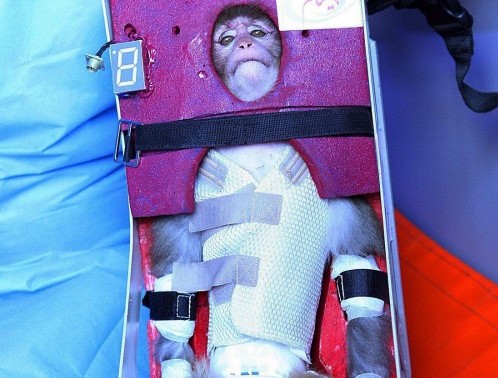 Iran says it successfully launched monkey into space02