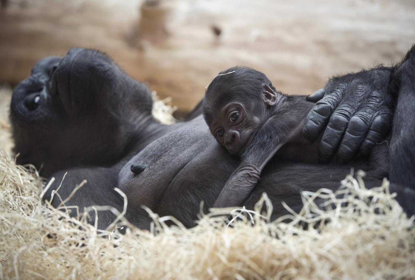 Gorilla nato nello zoo di Praga il 22 dicembre è già una attrazione01
