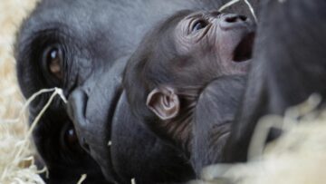 Gorilla nato nello zoo di Praga il 22 dicembre è già una attrazione02