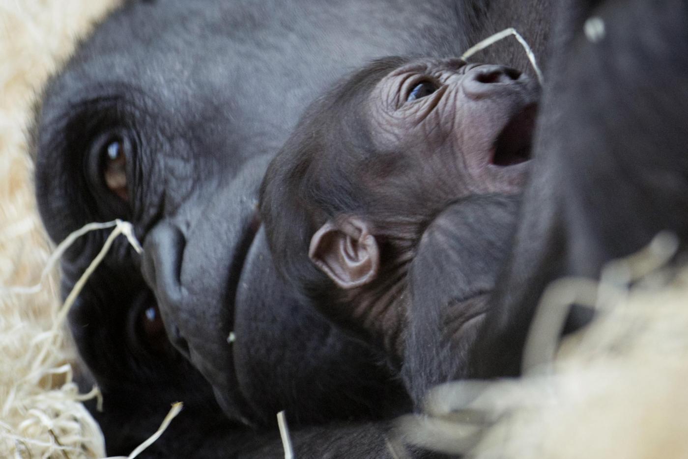 Gorilla nato nello zoo di Praga il 22 dicembre è già una attrazione02