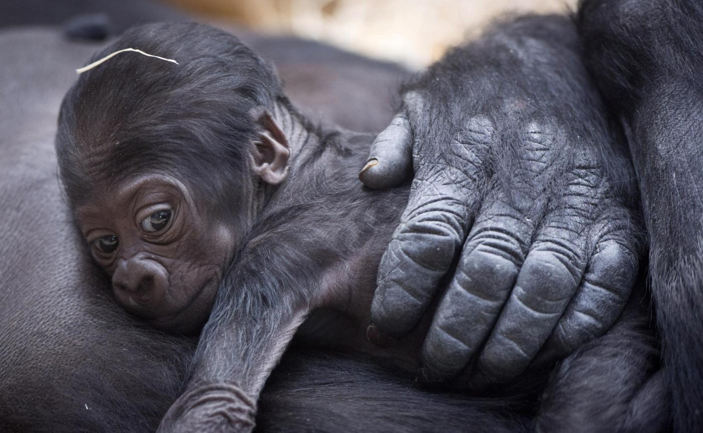 Gorilla nato nello zoo di Praga il 22 dicembre è già una attrazione03