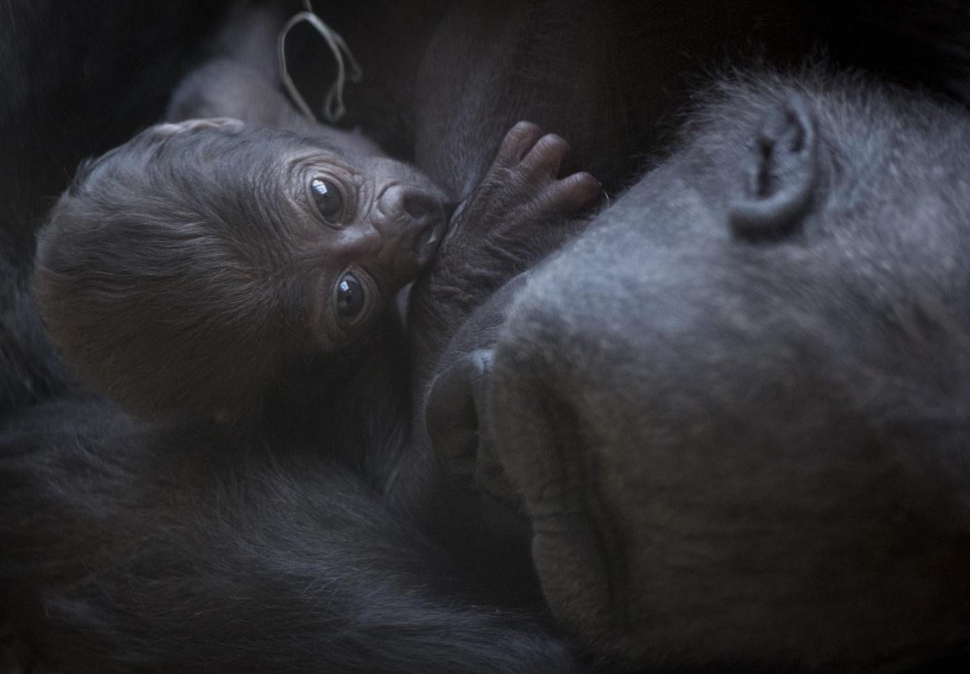 Gorilla nato nello zoo di Praga il 22 dicembre è già una attrazione06