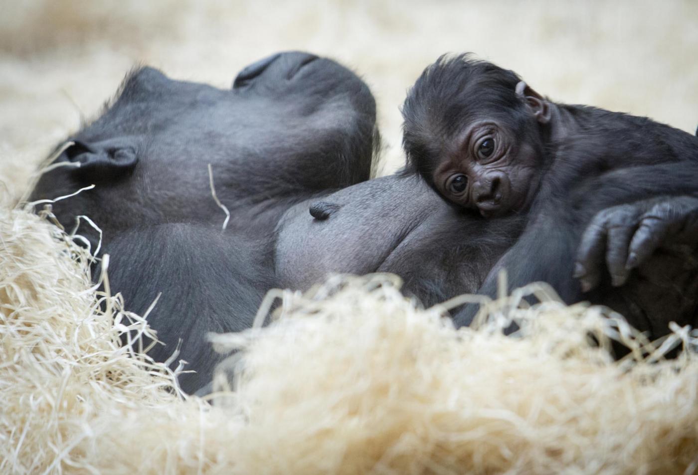 Gorilla nato nello zoo di Praga il 22 dicembre è già una attrazione07