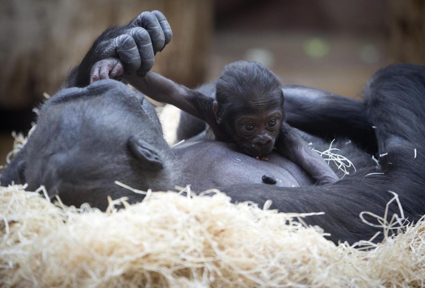 Gorilla nato nello zoo di Praga il 22 dicembre è già una attrazione08
